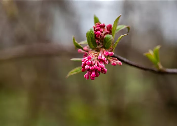 Viburnum x bodnantense 'Dawn' Viburnum x bodnantense 'Dawn'