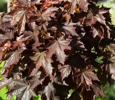 Acer platanoides 'Crimson King'
