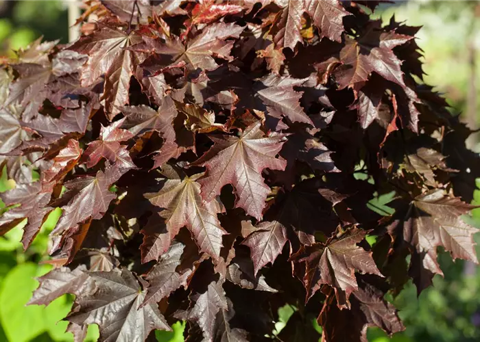 Acer platanoides 'Crimson King'