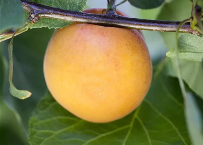 Prunus armeniaca 'Canino'