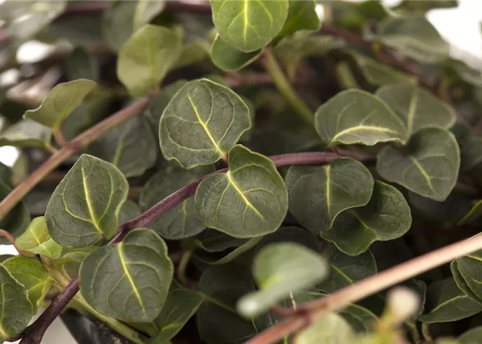 Mitchella repens Mitchella repens