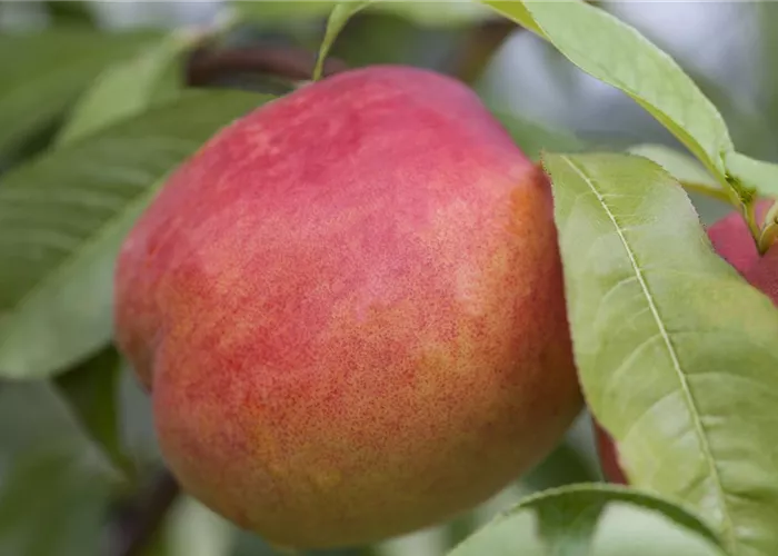 Prunus persica 'nucipersica Fantasia'