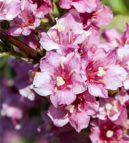 'Weigela florida 'Nana Variegata'