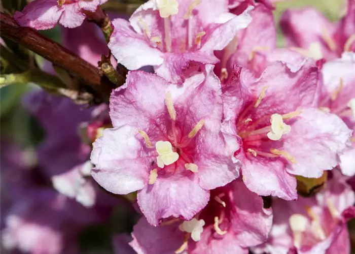 'Weigela florida 'Nana Variegata'