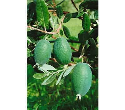 Feijoa sellowiana '[Acca]'