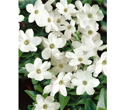 Trachelospermum jasminoides, Pyramide