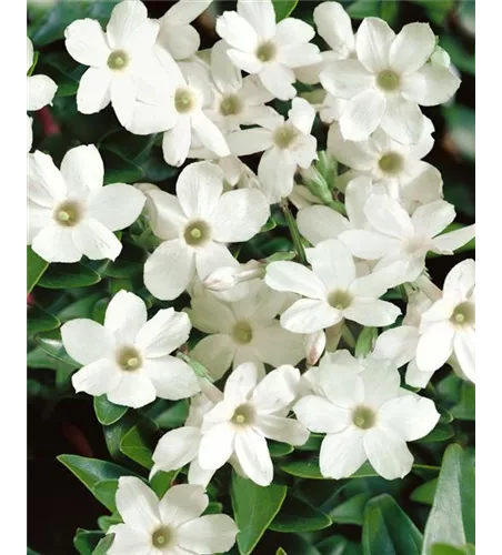 Trachelospermum jasminoides, Pyramide Trachelospermum jasminoides, Pyramide