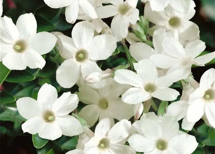 Trachelospermum jasminoides, Pyramide Trachelospermum jasminoides, Pyramide