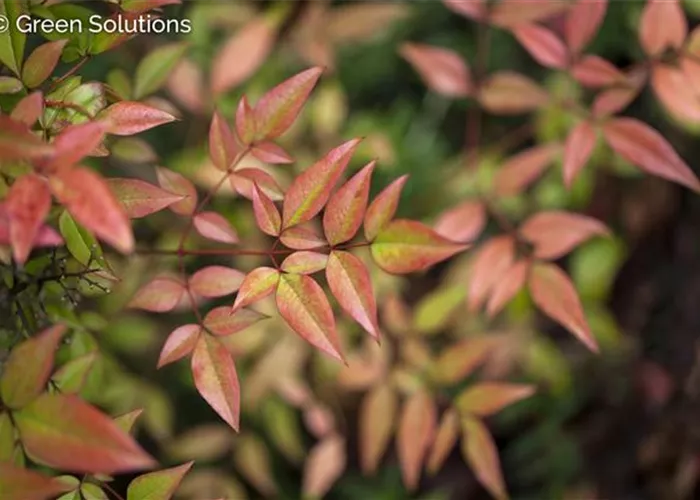 Nandina domestica 'Gulf Stream'