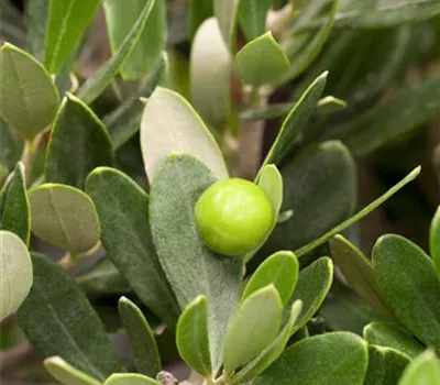 Olea europaea 'Stamm'