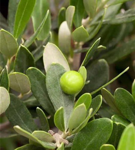 Olea europaea 'Stamm'
