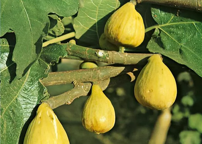 Ficus carica 'Cuello de Dama Blanco',T14 Ficus carica 'Cuello de Dama Blanco',T14