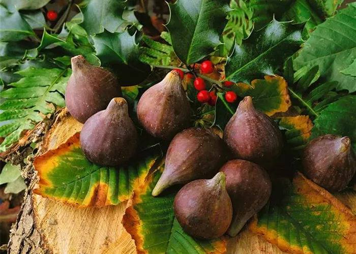 Ficus carica 'Violetta de Sollies', T14