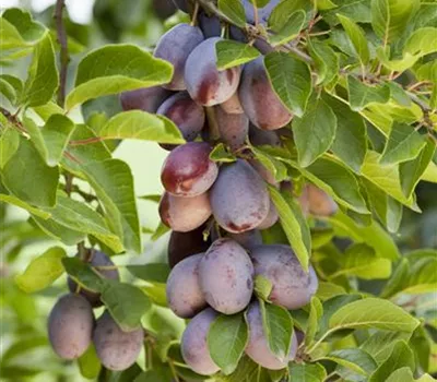Prunus domestica 'Quetsche d´ Alsace' Prunus domestica 'Quetsche d´ Alsace'