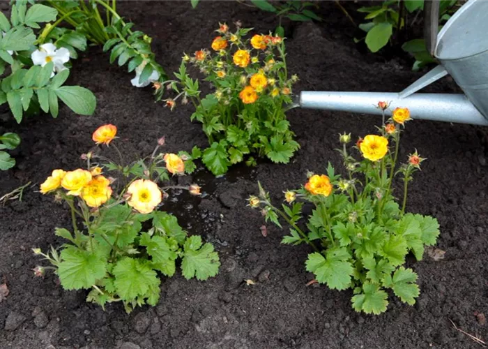 Nelkenwurz - Einpflanzen im Garten