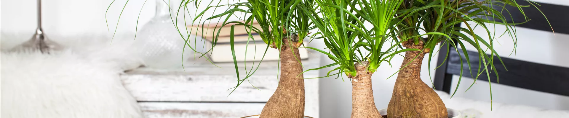 Beaucarnea recurvata Beaucarnea recurvata