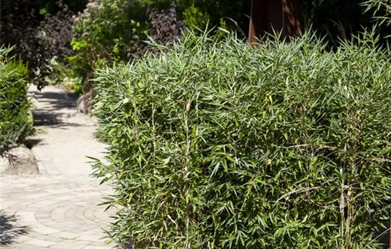 Ein Schirmbambus im Garten für immergrüne Highlights Ein Schirmbambus im Garten für immergrüne Highlights