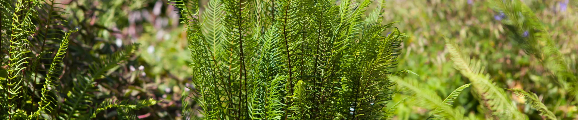 Blechnum spicant Blechnum spicant