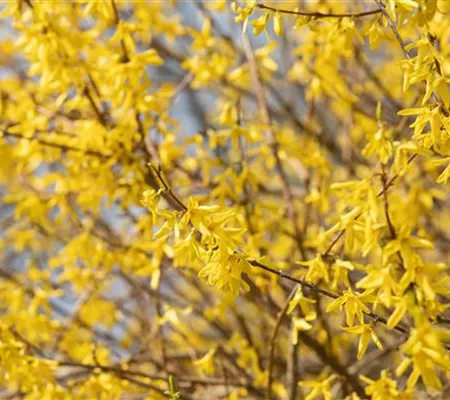 Forsythie – der goldene Frühlingsbote