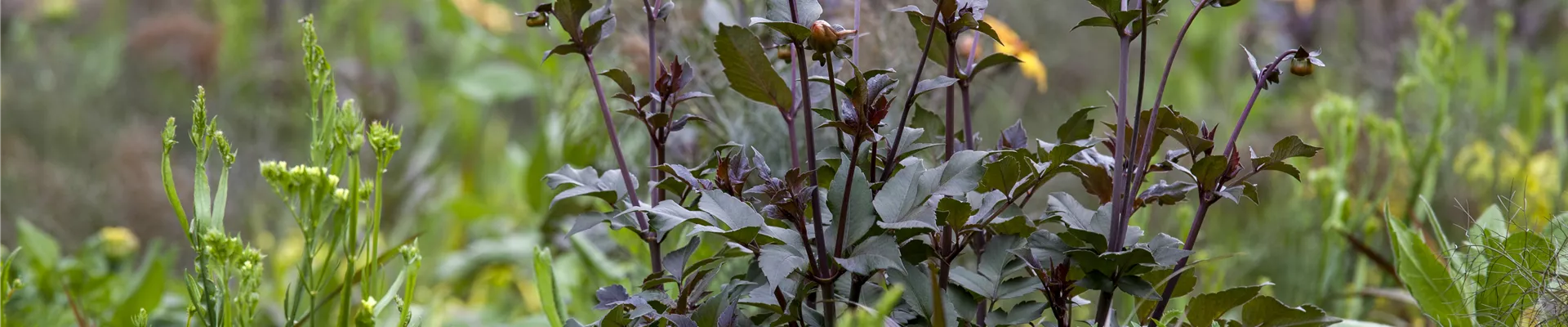 Dahlia, dunkellaubig Dahlia, dunkellaubig