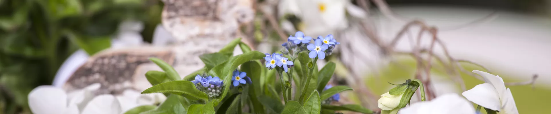 Myosotis sylvatica Myosotis sylvatica