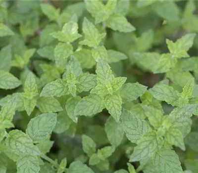 Mentha x piperita