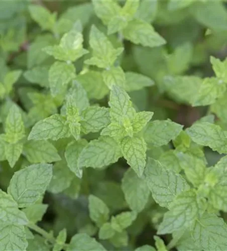 Mentha x piperita