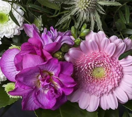 Freesien – unschuldige Schönheit für Beet und Vase