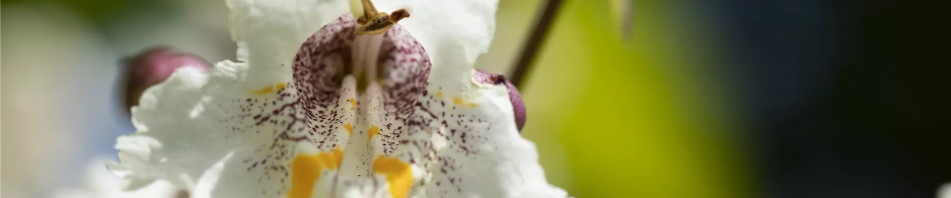 Catalpa bignonioides Catalpa bignonioides