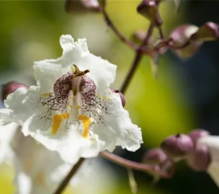 Exoten sorgen für besondere Hingucker im Garten