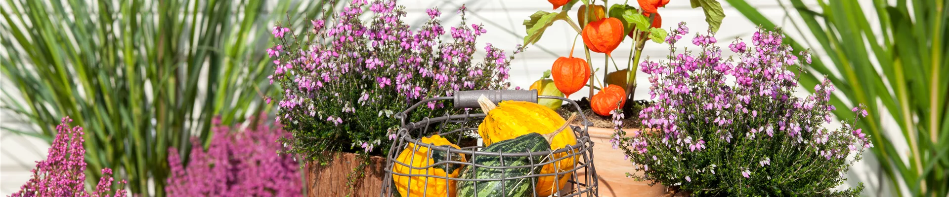 Erica tetralix Erica tetralix