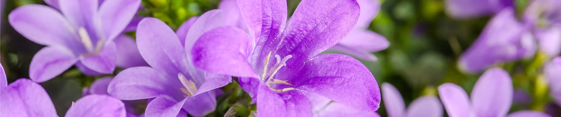 Campanula poscharskyana Campanula poscharskyana