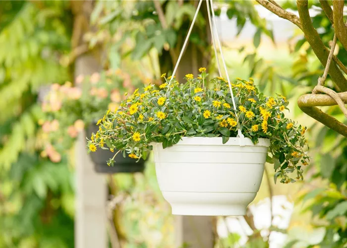 Ein Husarenknopf für den sommerlichen Balkon 