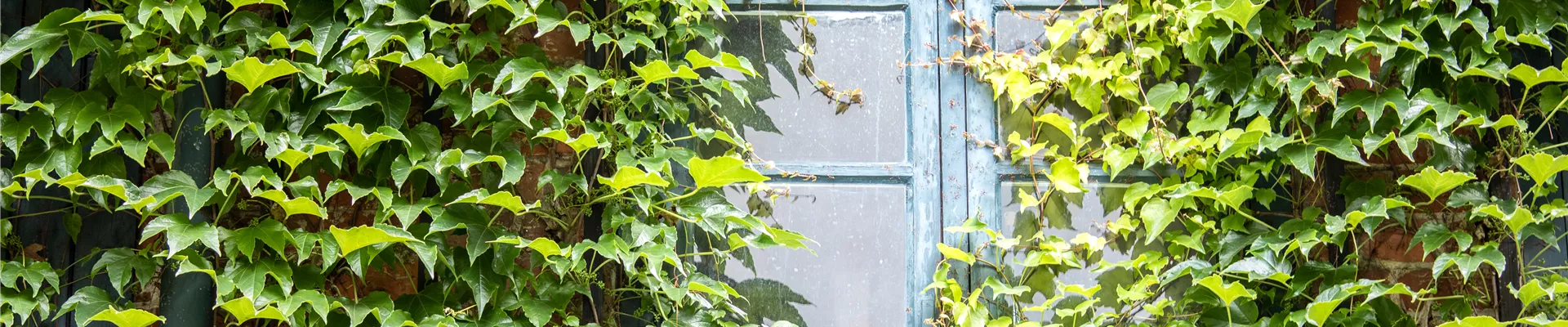 Parthenocissus tricuspidata Parthenocissus tricuspidata