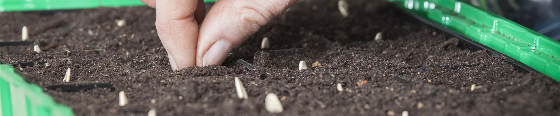 Anzuchtschale, Zucchinisamen setzen Anzuchtschale, Zucchinisamen setzen