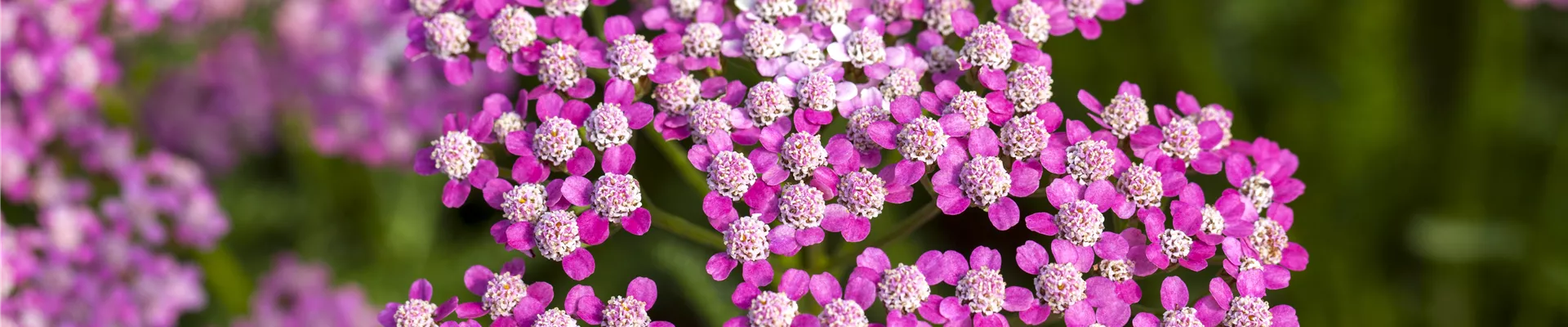 Achillea millefolium 'Lilac Beauty' Achillea millefolium 'Lilac Beauty'