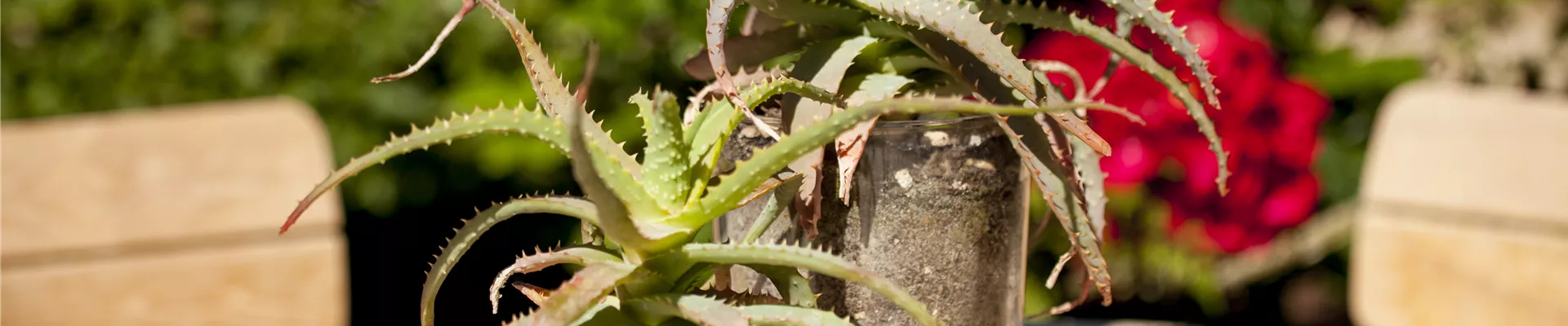 Sukkulenten Sukkulenten