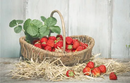 Die Erdbeere – die heimliche Nuss Die Erdbeere – die heimliche Nuss