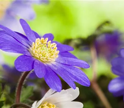 Anemonen im Topf bringen Farbenfreude auf den Balkon Anemonen im Topf bringen Farbenfreude auf den Balkon