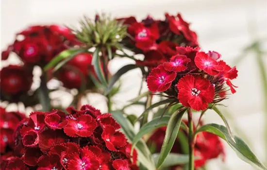 Die Bartnelke – die robuste Schönheit vom Lande Die Bartnelke – die robuste Schönheit vom Lande