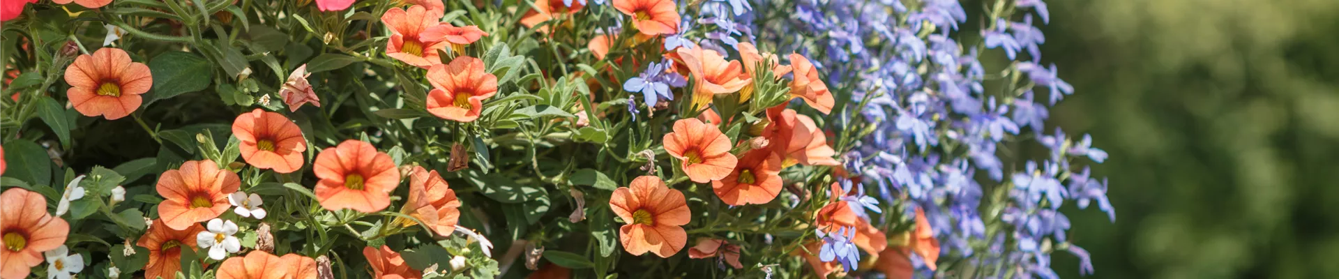 Sommerblumen Sommerblumen