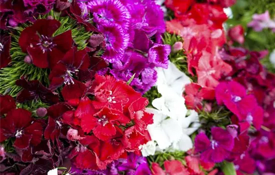 Die Bartnelke – der Star in jedem Bauerngarten Die Bartnelke – der Star in jedem Bauerngarten