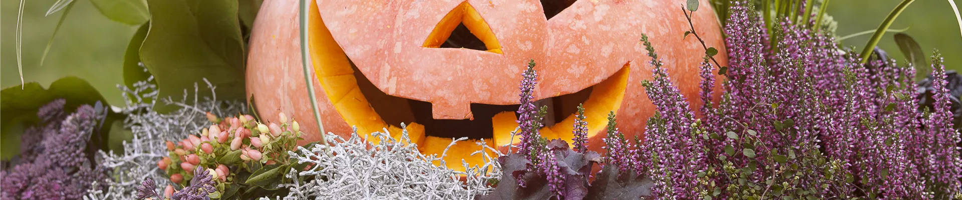 Cucurbita maxima Cucurbita maxima