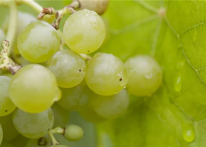 Vitis vinifera 'Bianca'