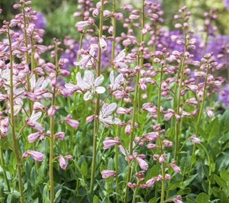 Diptam – wenn eine Pflanze Feuer fängt