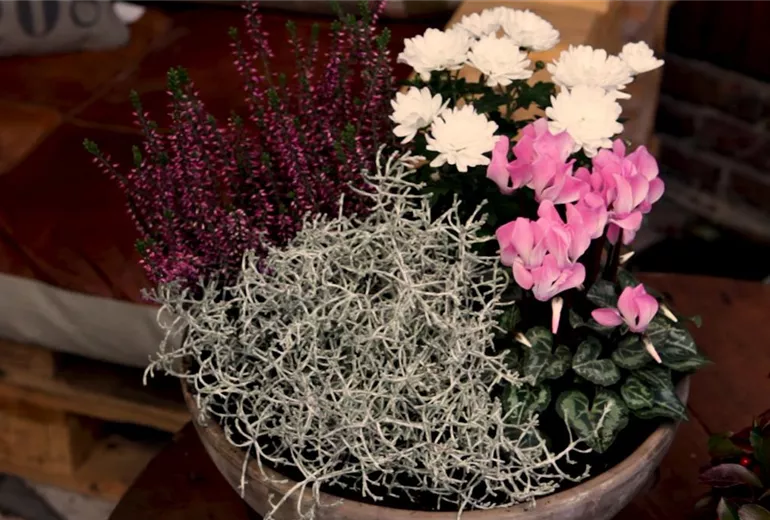 Blumenkübel - Herbstlich - Alle Pflanzen