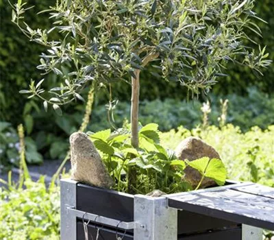 Olea europaea 'Bonsai'
