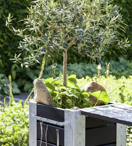 Olea europaea 'Bonsai'