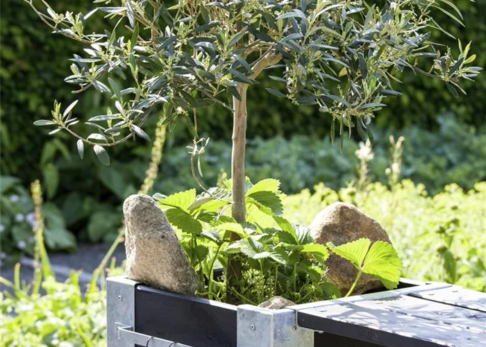 Olea europaea 'Bonsai' Olea europaea 'Bonsai'