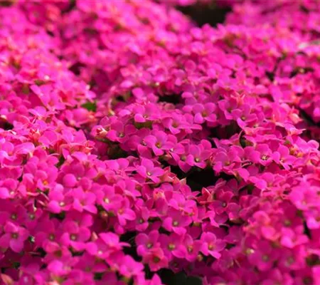 Feuer und Pflanze - Das Flammende Käthchen